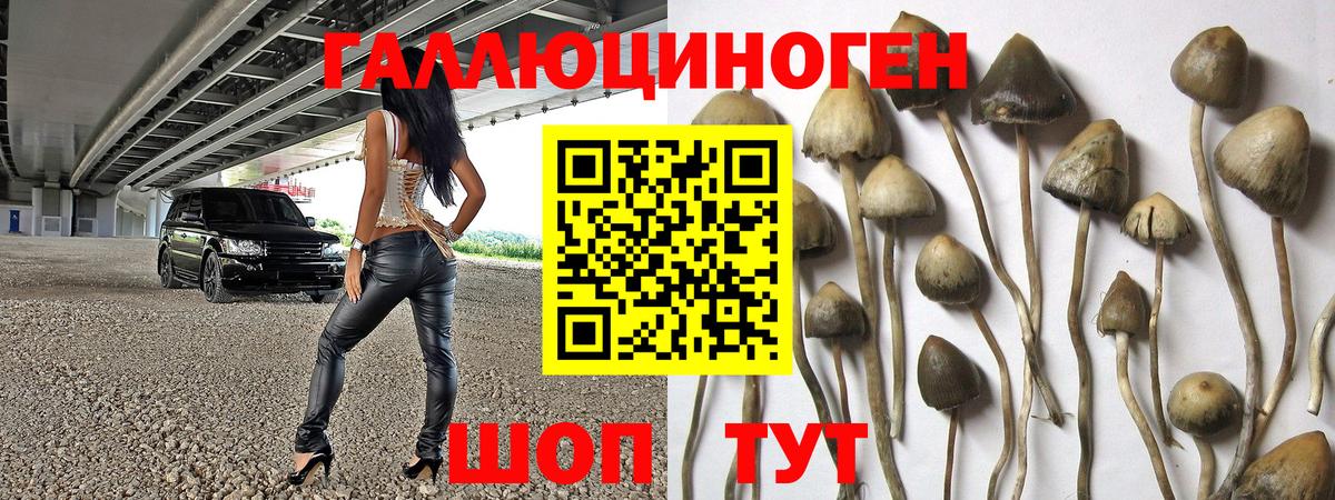 дарнет шоп  Вход с VPN  Кисловодск  Псилоцибиновые грибы мухоморы  Псилоцибиновые грибы Psilocybe 